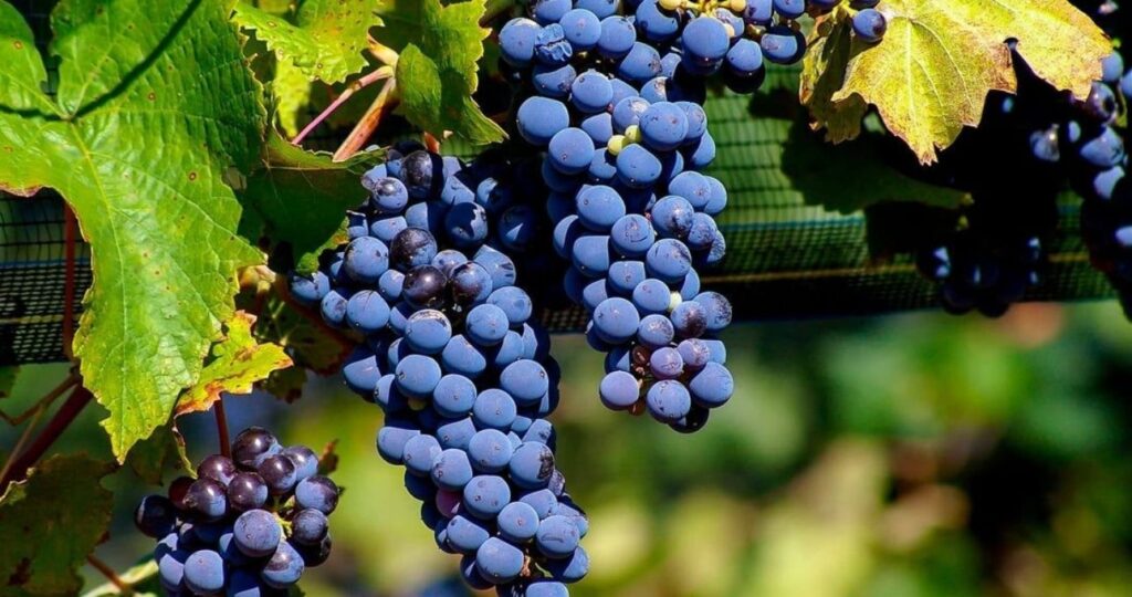 Malbec — Uma Experiência de Potência e Elegância